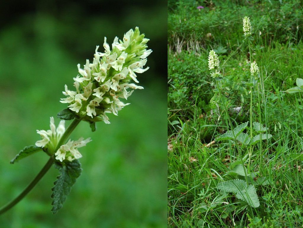 Betonica alopecuros (=Stachys alopecuros) / Betonica bianca